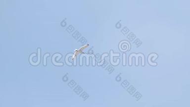 白海鸥在蓝天上<strong>飞翔</strong>。 行动。 美丽的<strong>飞翔</strong>的白鸥，张开翅膀寻找食物